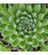 Sempervivum ‘Devils Dumpling’