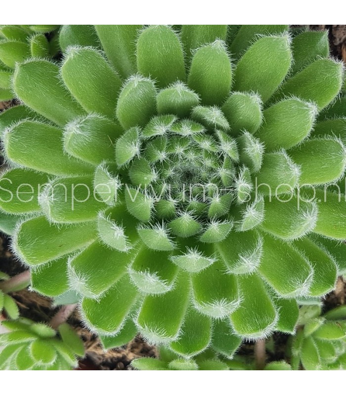 Sempervivum ‘Devils Dumpling’