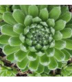 Sempervivum ‘Devils Dumpling’