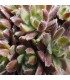 Sempervivum 'Tarantula'