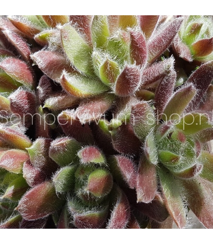 Sempervivum 'Tarantula'