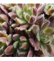 Sempervivum 'Tarantula'