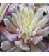 Sempervivum 'Rustic Charm'