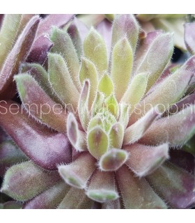 Sempervivum 'Rustic Charm'